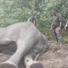 gajah-sumatera-penghuni-taman-nasional-way-kambas-tnwk-lampung-timur-ditemukan-mati_169