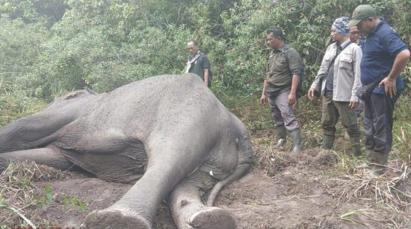 gajah-sumatera-penghuni-taman-nasional-way-kambas-tnwk-lampung-timur-ditemukan-mati_169