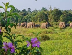 IMG-20260119-WA0019-780x405